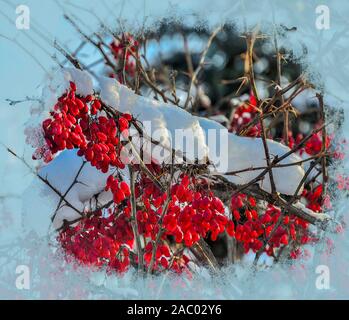 Coperta di neve Crespino ramo luminoso con bacche di colore rosso a luce solare, dietro una finestra congelate di vetro - bellissimo sfondo d'inverno. Decorazioni vivaci di Pentecoste Foto Stock