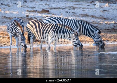Zebra di Burchell, Equus quagga burchellii, bevendo nel fiume Boteti, Parco Nazionale Makgadikgadi Pans, Kalahari, Botswana. Conosciuto anche come pianure o ZEBRA comune Foto Stock