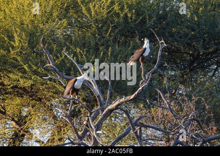 Un paio di Eagles di pesce africano, Haliaeetus vocifer, arroccato in un albero, Makgadikgadi Pans National Park, Kalahari, Botswana Foto Stock