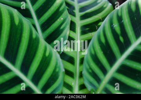 Calathea zebrina pianta close up della giungla verde fogliame Foto Stock