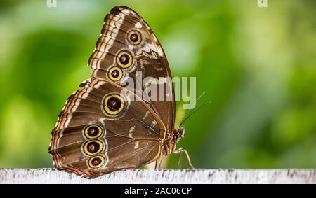 La bellezza della natura - Butterfly - Macro Close up di farfalla su un fiore Foto Stock