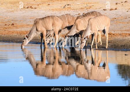 Gruppo di donne Grandi Kudu, Tragelaphus strepsiceros, bere nel fiume Boteti, Makgadikgadi Pans Parco Nazionale, Kalahari, Botswana Foto Stock