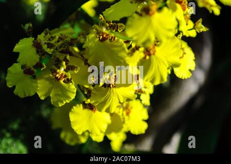 Fiori di Orchidee Oncidium goldiana comunemente noto come Dancing ladies Orchid o Golden shower. Sfondo nero Foto Stock