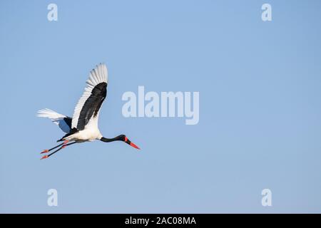 Stork, Ephippiorhynchus senegalensis, in volo, Bushman Plains, Delta di Okavanago, Botswana Foto Stock