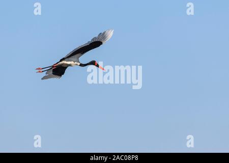 Stork, Ephippiorhynchus senegalensis, in volo, Bushman Plains, Delta di Okavanago, Botswana Foto Stock