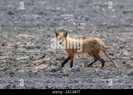 Skinny Red Fox sull'esecuzione in campo agricolo guardando la fotocamera Foto Stock