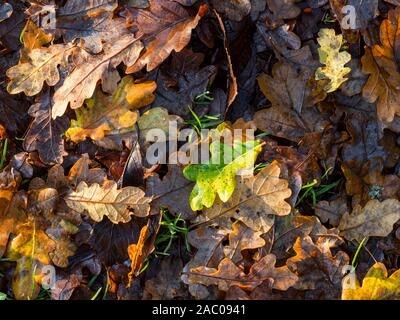 Colorato foglia di quercia figliata su un pavimento di bosco nel tardo autunno, North Yorkshire, Inghilterra Foto Stock
