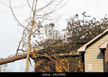 Un pino è caduto sul tetto di questa casa durante un tornado in primavera. Foto Stock