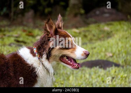 Brown Border Collie cane vicino. Foto Stock