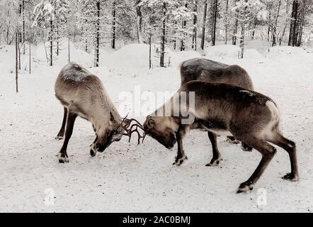 Finlandia, Inari - Gennaio 2019: renne scontrandosi palchi in Lapponia foreste Foto Stock