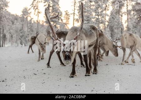 Finlandia, Inari- Gennaio 2019: allevamento di renne fuori nel selvaggio Forrest Foto Stock