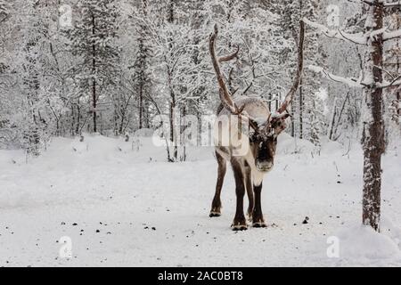 Finlandia, Inari - Gennaio 2019: le renne fuori a piedi nei boschi della Lapponia in inverno Foto Stock