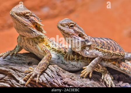 Due draghi barbuti seduti insieme nella loro terrarium Foto Stock