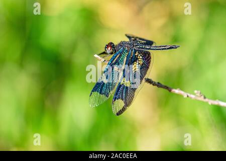 Maschio fenestrina rhyothemis (noto anche come la Black-winged flutterer, Golden flutterer, o lucernario flutterer) dragonfly appollaiato su un ramoscello, Entebbe, U Foto Stock
