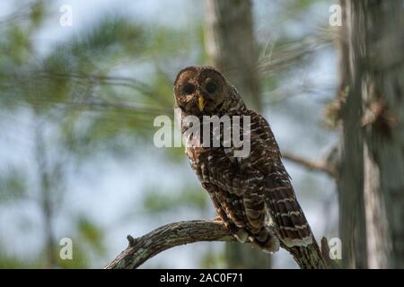 Un molto attento sbarrate Gufo in mattina presto luce. Foto Stock