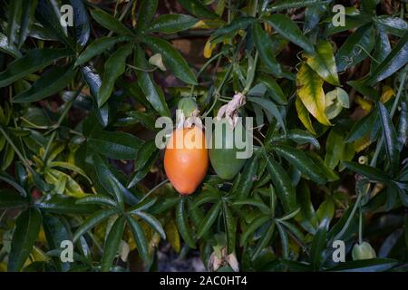 Fiore della passione o frutti di passiflora in verde e in arancione Foto Stock