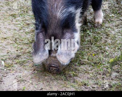 Vista frontale di un maiale Kunekune, tradotto in grassetto e round Foto Stock