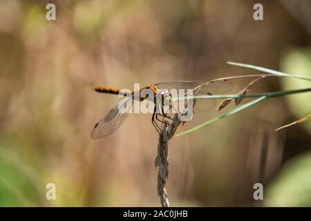 Libellula Meadowhawk sull'erba infiorescenza in estate Foto Stock