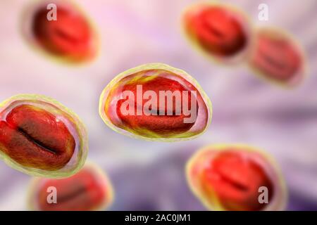 Threadworm uova, illustrazione Foto Stock