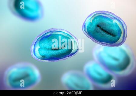 Threadworm uova, illustrazione Foto Stock