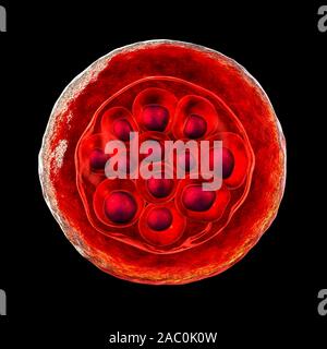 Plasmodium vivax all'interno di cellule rosse del sangue, illustrazione Foto Stock