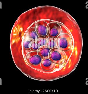 Plasmodium vivax all'interno di cellule rosse del sangue, illustrazione Foto Stock