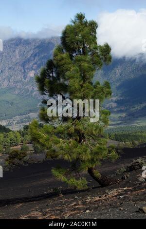 Canaria di pino (pinus Canariensis) Foto Stock