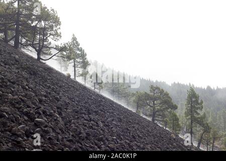 Canaria di pini (Pinus Canariensis) su pendio Foto Stock