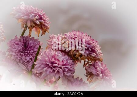 Fiori di carta fatti a mano splendidamente per l'uso come sfondi e come disegni grafici e risorse per scopi commerciali Foto Stock