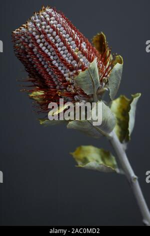 Primo piano della Banksia flower anche sapere come il caprifoglio australiano su sfondo scuro Foto Stock