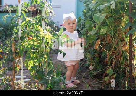 Piccola ragazza toddler raccoglie il raccolto di cetrioli su serra in estate. Ingiallito foglie appassite di cetrioli. ultimo raccolto di ortaggi freschi in letti un Foto Stock