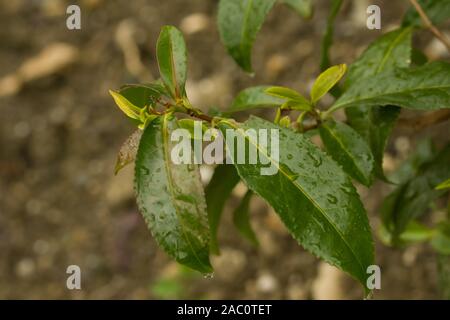 Close up sulle foglie della pianta del tè di Camellia sinensis. Nomi comuni includono pianta del tè, tè arbusto, e tea tree. Foto Stock