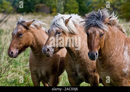 Foto di tre shaggy marrone chiaro cavalli. Foto Stock