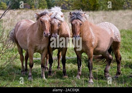 Foto di tre shaggy marrone chiaro cavalli. Foto Stock