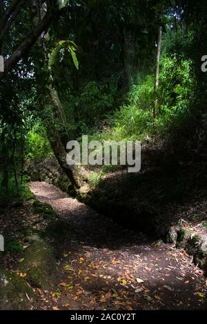 Cerro Ñielol Monumento Naturale Foto Stock