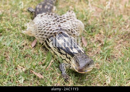 Spotted blu-linguetta Lizard versando la pelle Foto Stock