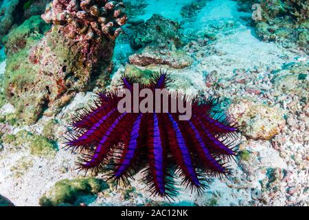 La corona di spine Starfish alimentazione su coralli duri su un reef tropicali in Thailandia Foto Stock