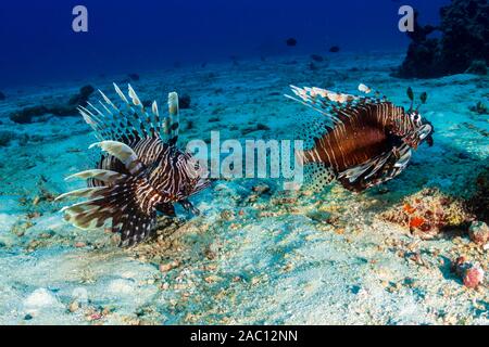 Leone comune su un tropical Coral reef (Isole Similan) Foto Stock