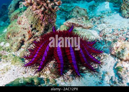 La corona di spine Starfish alimentazione su coralli duri su un reef tropicali in Thailandia Foto Stock