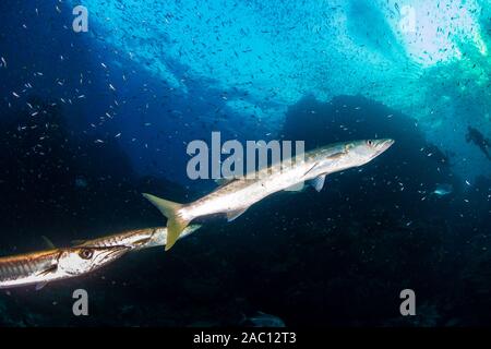 Grande Barracuda Pick-Handle al buio su un barriera corallina (Richelieu Rock, Thailandia) Foto Stock