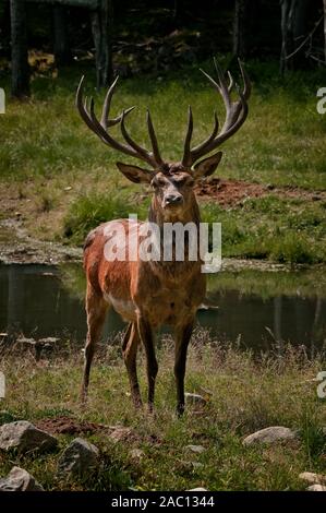 Maschio rosso cervo in piedi nel prato accanto ad un laghetto. Foto Stock