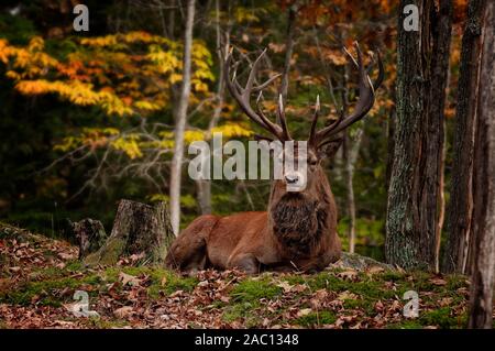 Red Deer sdraiato nella foresta Foto Stock