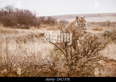 Una selvaggia tigre del Bengala nascosto dietro una bussola, che mostra come una tigre del colore in strisce e possono aiutare il personale IT si fondono nel suo ambiente. Foto Stock