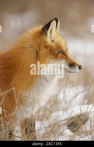 Red Fox ritratto Foto Stock