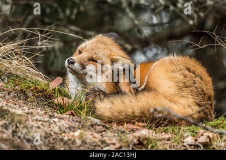 Red Fox in appoggio sul lichen coperte suolo Foto Stock