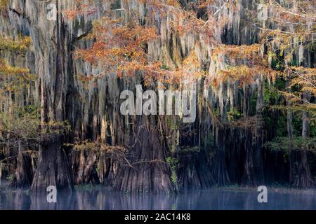 Il cipresso calvo (Taxodium distichum) in autunno con muschio Spagnolo (Tillandsia usneoides), nebbia al lago, Atchafalaya Basin, Louisiana, Stati Uniti d'America Foto Stock
