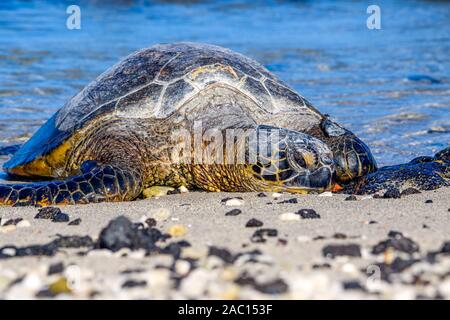 Tartaruga Verde (Chelonia Mydas) prendere il sole sulla spiaggia hawaiana Foto Stock