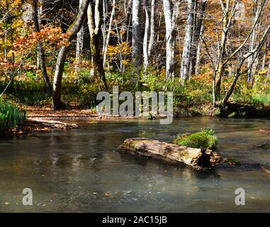 Flusso Oirase in giornata soleggiata, bella caduta delle foglie in scena a colori dell'autunno. Fiume che scorre, mossy rocce e cascate Towada Hachimantai Par nazionale Foto Stock