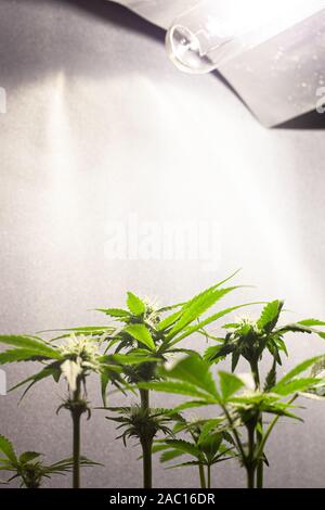 La coltivazione di marijuana sotto la luce artificiale a casa. camera crescente con la cannabis boccioli. Foto Stock