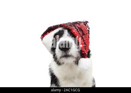 Dolce Border Collie cane per celebrare le vacanze di Natale che indossa un rosso glitter santa claus hat. guardando verso l'alto. Isolato su sfondo bianco Foto Stock